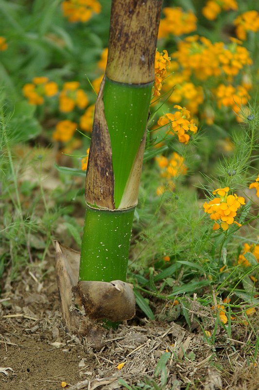 Phyllostachys vivax